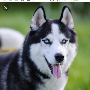 Meet your Posher, Isabella